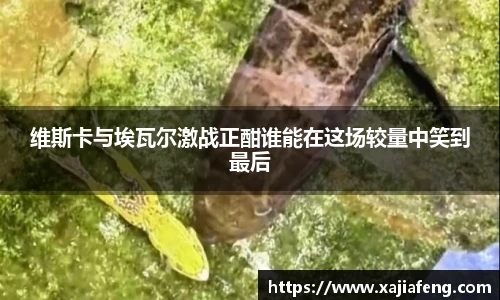 台球竞猜押注